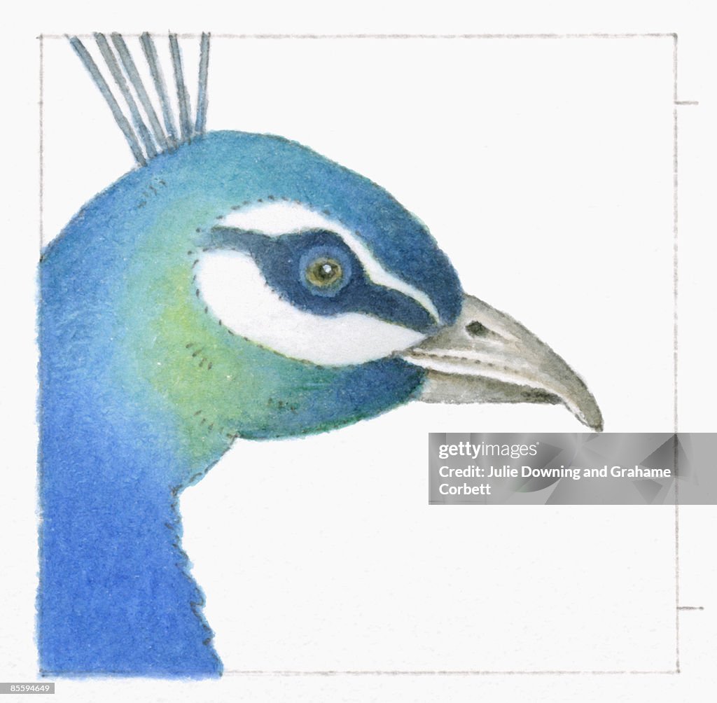 Illustration of Indian Peacock (Pavo cristatus), profile