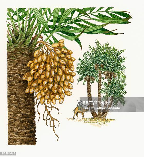 ilustrações, clipart, desenhos animados e ícones de illustration of phoenix dactylifera (date palm), showing bunch of dates on tree, and man on camel next to tree - datileira