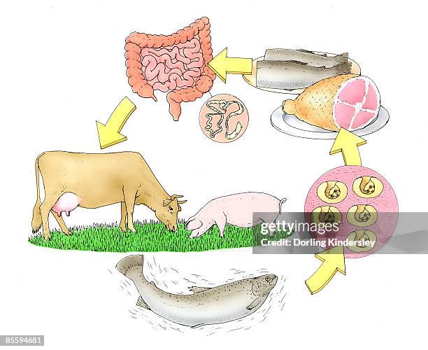 sequence of illustrations showing life cycle of tapeworm (cestoda) through digestive systems of animals and humans and reforming in food - taenia saginata stock illustrations