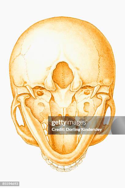 ilustraciones, imágenes clip art, dibujos animados e iconos de stock de illustration of human skull, seen from below - hueso occipital