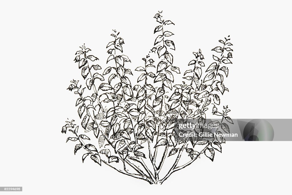 Black and white illustration of Atropa belladonna (Deadly Nightshade), plant with long, ovate leaves