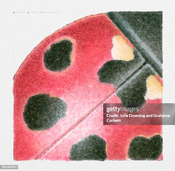 illustration of red and black ladybird (coccinella septempunctata) - seven spot ladybird stock illustrations