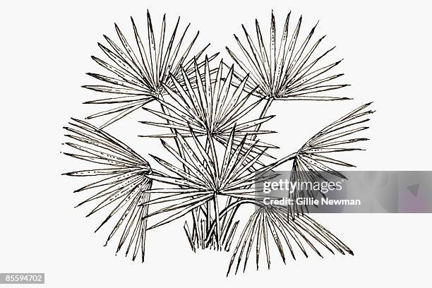 black and white illustration of sabal serrulata syn. serenoa serrulata (saw palmetto), small palm with fan-shaped leaves - saw palmetto leaf stock illustrations