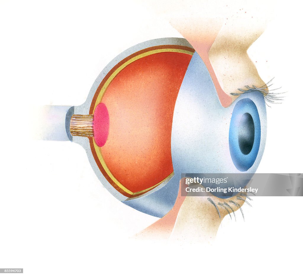 Cross section illustration of anatomy of human eye showing use of optic nerve 