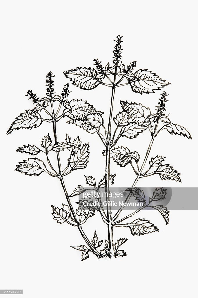 Black and white illustration of Ocimum sanctum (Holy Basil, Tulsi, Tulasi, Kemangen), plant with toothed leaves and spikes of small flowers