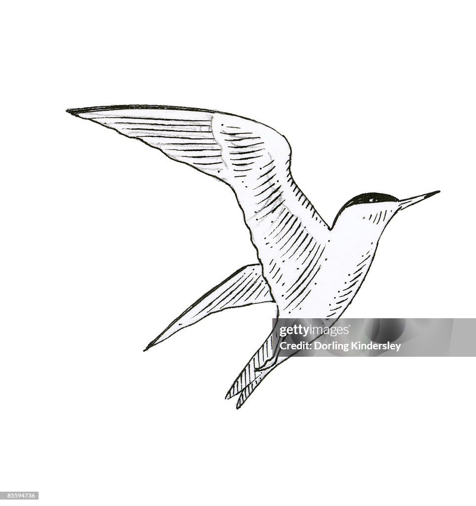 Black and white illustration of Arctic Tern (Sterna Paradisaea), flying