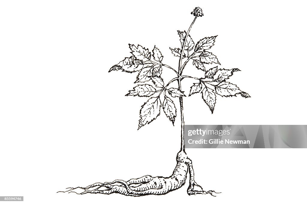 Black and white illustration of Panax ginseng, plant showing root, toothed leaves, and small flower