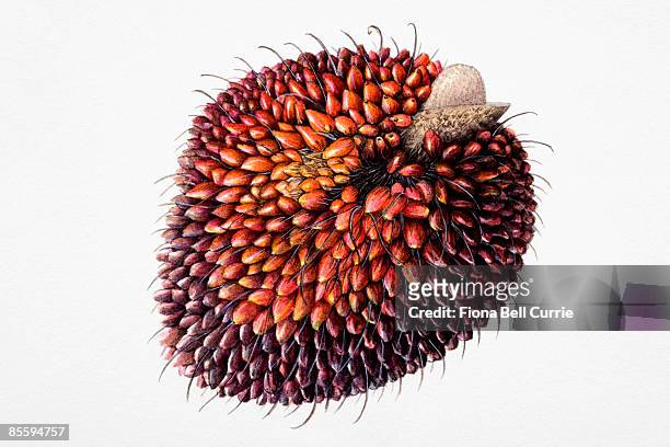 ilustrações de stock, clip art, desenhos animados e ícones de illustration of elaeis guineensis (african oil palm), fruit nut - oil palm