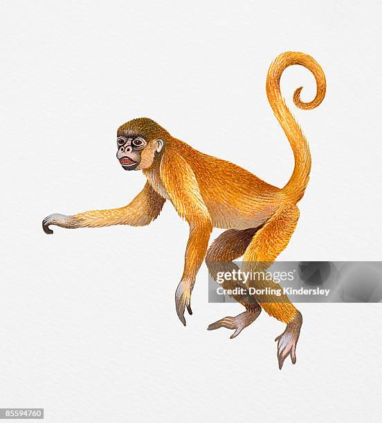 illustration of woolly spider monkey (brachyteles arachnoides), also known as muriqui, found throughout brazil - muriqui stock illustrations