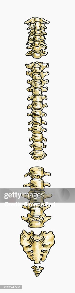 Illustration of human spine, rear view, divided into cervical, thoracic, and lumbar vertebrae, sacrum and coccyx