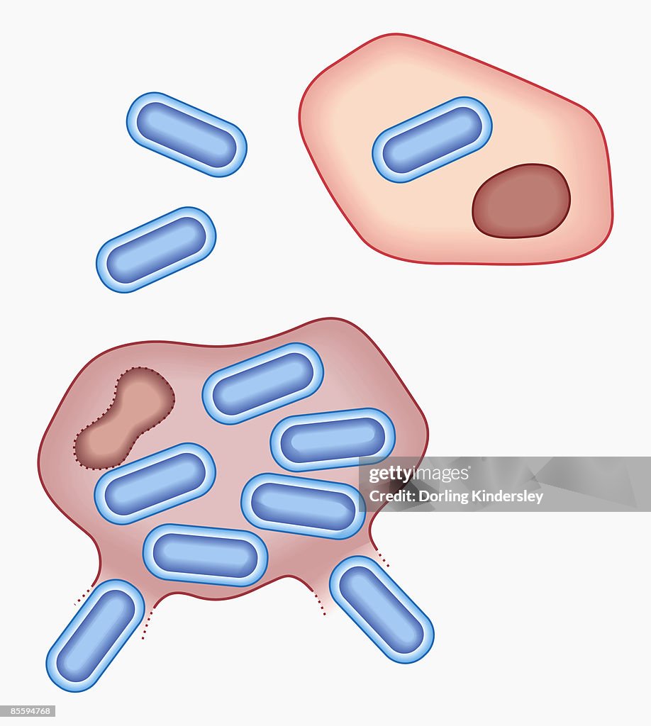 Microbial Invasions Illustration Of Bacterial Invasion Of Cell Where Bacteria Are Attracted ...