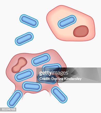 Cell Invades Illustration Of Bacterial Invasion Of Cell Where Bacteria Are Attracted ...