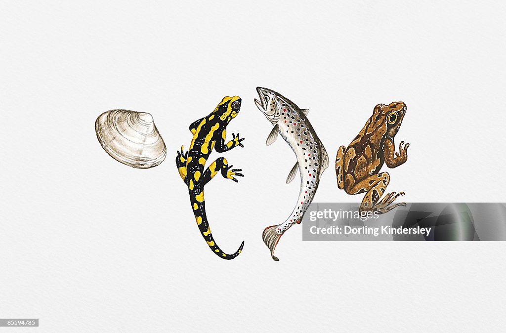 Illustration of sea shell, salamander, salmon and frog