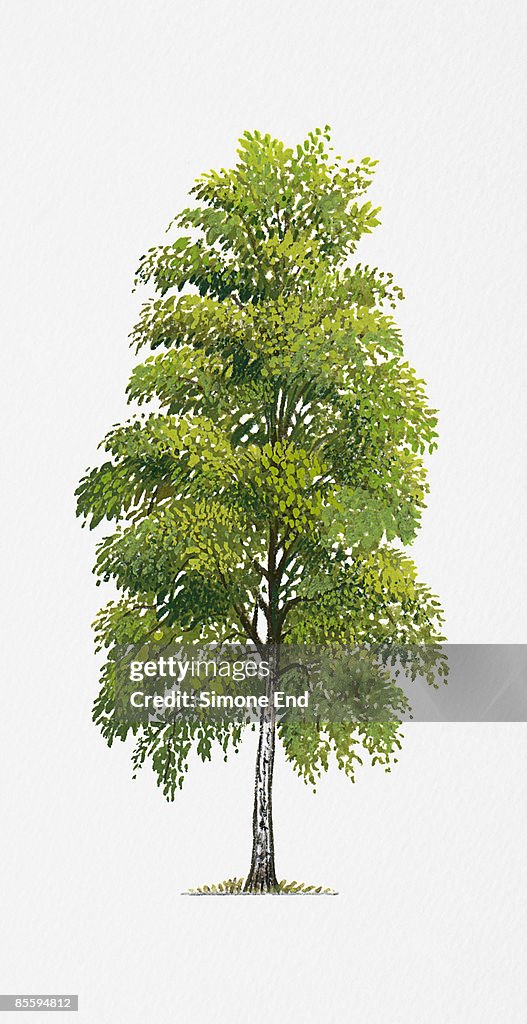 Illustration of Betula pendula (Silver Birch), tree with abundance of green summer leaves, found in northern Europe