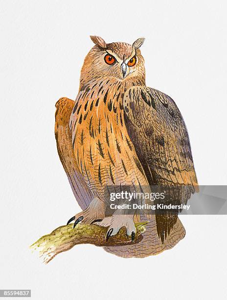 ilustraciones, imágenes clip art, dibujos animados e iconos de stock de illustration of eurasian eagle owl (bubo bubo), perching on branch - búho real