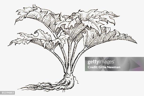 black and white illustration of rheum palmatum (chinese rhubarb), plant with large leaves and rhizome  - rhizomatous stock illustrations