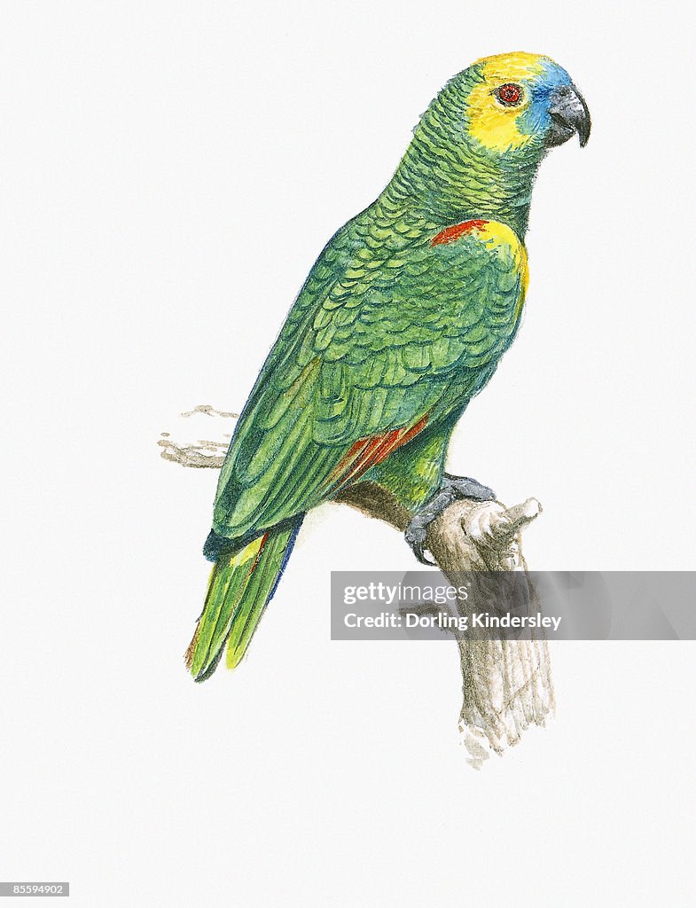 Illustration of Blue-Fronted Parrot (Amazona aestiva), also known as Blue-Fronted Amazon, perching on branch