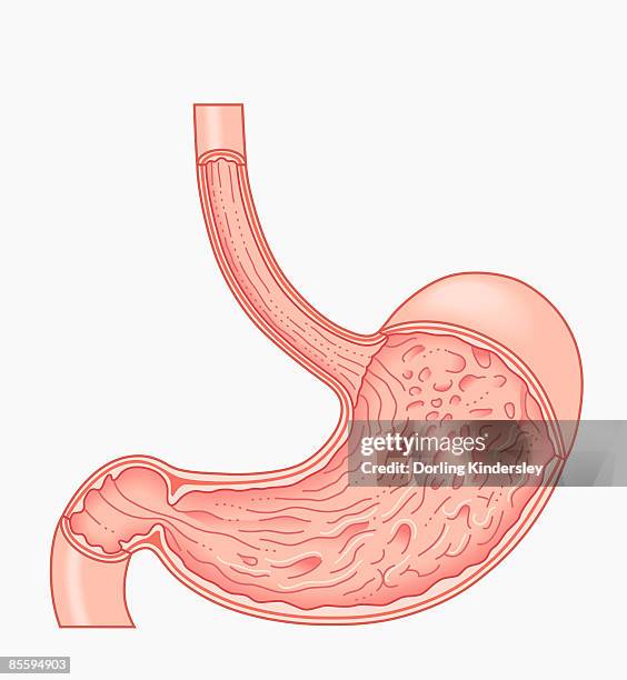 stockillustraties, clipart, cartoons en iconen met cross section illustration of human oesophagus, stomach and duodenum - slokdarm
