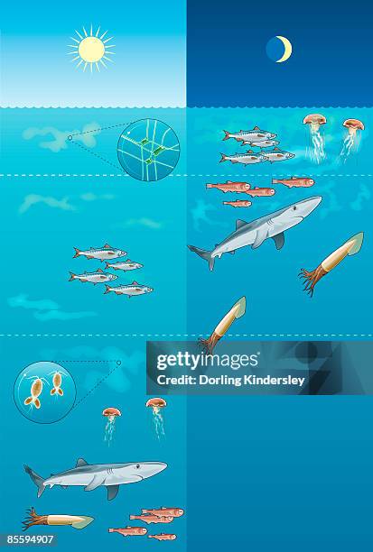 illustration of horizontal and vertical travel of zooplankton, mackerel, lanternfish, jellyfish, shark, and squid during day and night - lanternfish stock illustrations