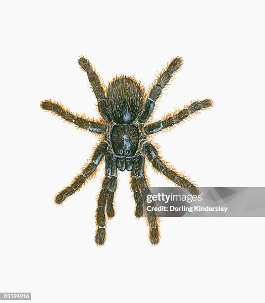 ilustraciones, imágenes clip art, dibujos animados e iconos de stock de illustration of tarantula (avicularia metallica), a large, black spider - ugly spiders
