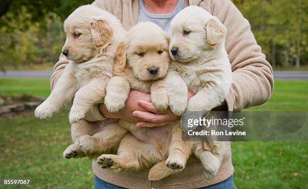 woman holding 3 male golden retriever puppies - welpe stock-fotos und bilder