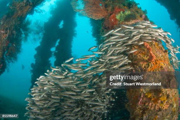 underwater dumaguete pier - negros oriental stock-fotos und bilder