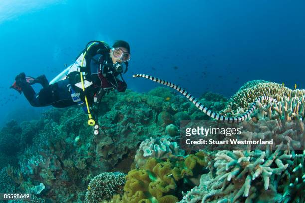 sea snake & diver - negros oriental stock-fotos und bilder