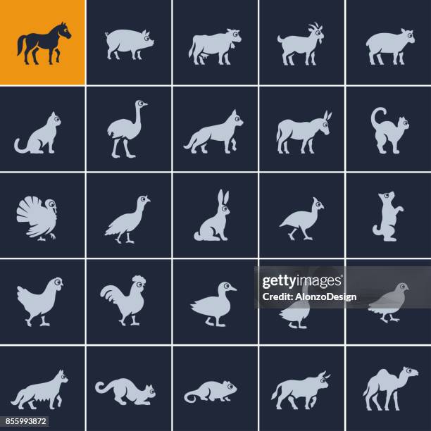 domestic animal icon set - quail bird stock illustrations