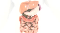 Animation Depicting The Digestive System Within The Male Body The Camera  Zooms In On The Stomach Area As The Liver And Front Section Of The Stomach  Fade Down To Reveal The Internal
