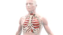 Animation Depicting The Mechanism Of Breathing The Camera Rotates Around The Semitransparent Male Thorax Showing The Lungs Within The Ribcage Inflating And Deflating Caused By Inhalation And Exhala High-Res Stock Video Footage - Animation Depicting The Mechanism Of Breathing The Camera Rotates Around The Semitransparent Male Thorax Showing The Lungs Within The Ribcage Inflating And Deflating Caused By Inhalation And Exhala High-Res Stock Video Footage -