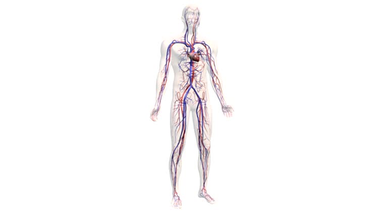 Cardiovascular System Video 302 Human Cardiovascular Physiology Stock Videos, Footage, & 4K Video ...