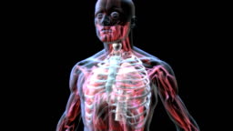 Animation Depicting The Mechanism Of Breathing In Xray Style It Shows The Lungs Within The Thorax Inflating And Deflating Caused By Inhalation And Exhalation High-Res Stock Video Footage - Getty Images Animation Depicting The Mechanism Of Breathing In Xray Style It Shows The Lungs Within The Thorax Inflating And Deflating Caused By Inhalation And Exhalation High-Res Stock Video Footage - Getty Images