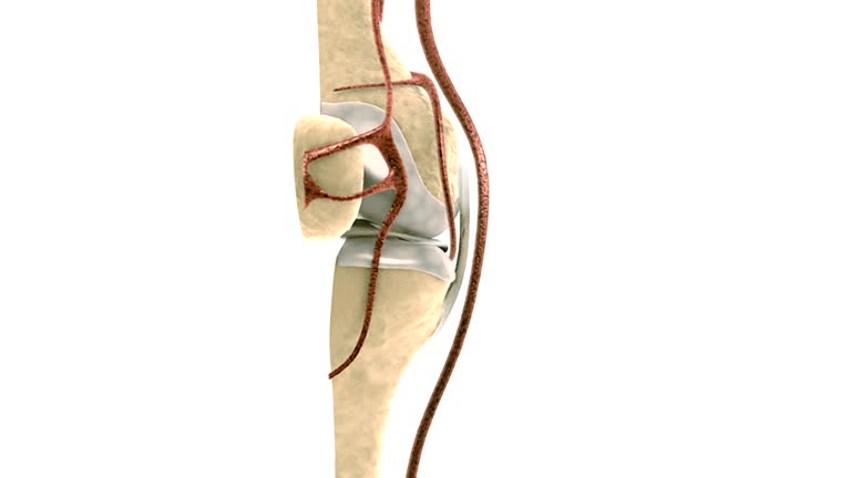 Tibia/fibula Rotation 83 Tibia Fibula Anatomy Stock Videos, Footage, & 4K Video Clips - Getty ...