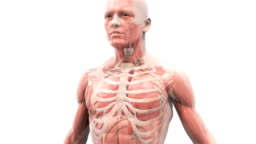 Animation Depicting The Mechanism Of Breathing Showing The Lungs Within The  Thorax Inflating And Deflating The Ribcage And Muscular System Are Also  Visible The Camera Moves From A Front View Around High-Res