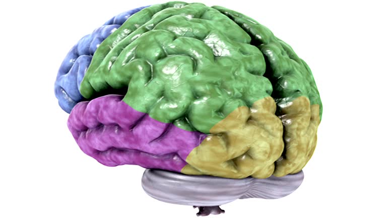Brain Rotation Lobes Of The Brain Videos and HD Footage - Getty Images