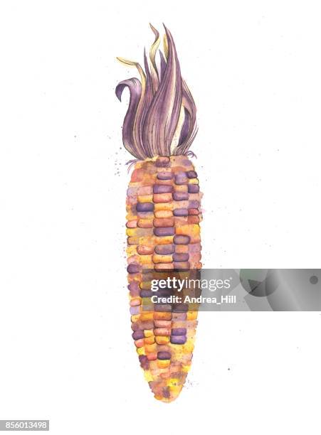 watercolor painting of indian corn - indian corn stock illustrations