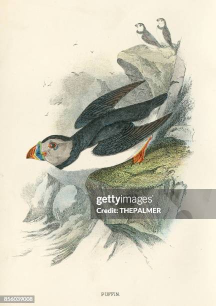 puffin birds from great britain 1897 - puffin stock illustrations