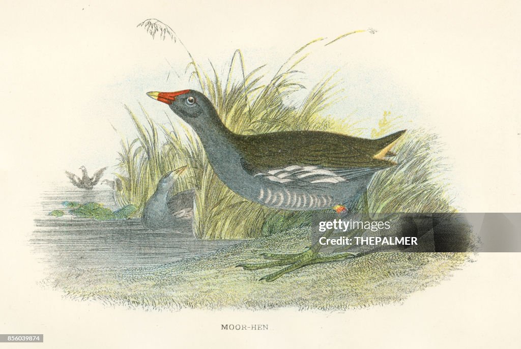 Moorhen birds from Great Britain 1897