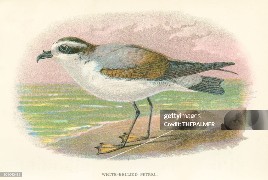 Petrel birds from Great Britain 1897