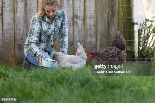 teenage farm girl feeding chickens. - matamata stock pictures, royalty-free photos & images
