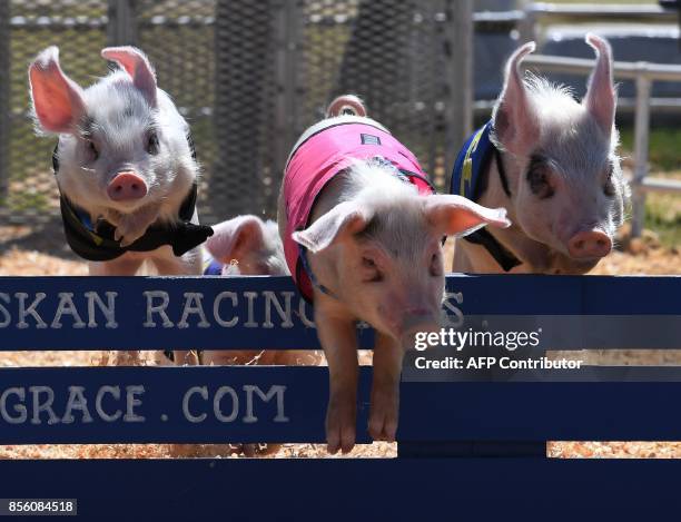 Piglets compete in the All Alaskan Pig race during the annual Kern County Fair in Bakersfield, California on September 30, 2017. / AFP PHOTO / Mark...