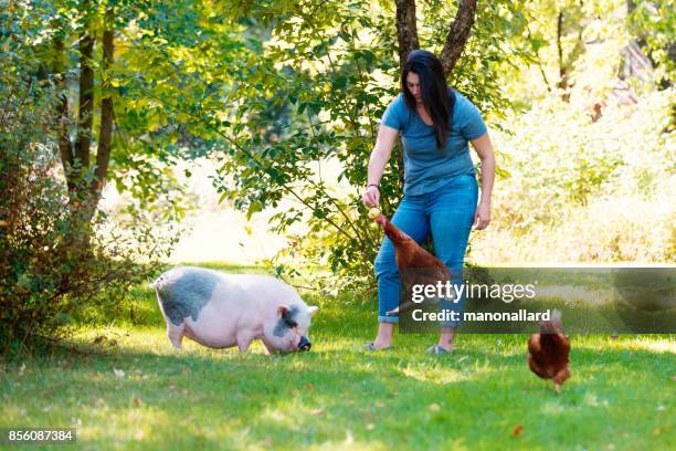 living with pets, pig dwarf and chicken - pigs eating stock pictures, royalty-free photos & images