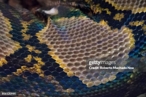 127 Python Floor Stock Photos, High-Res Pictures, and Images - Getty Images