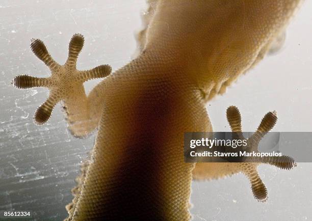 feet of lizard, low angle view - animal foot foto e immagini stock