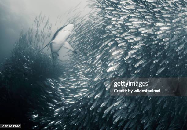 bronze whaler shark feeding on sardines in a bait ball during the sardine run, wild coast, south africa. - bola de cebo fotografías e imágenes de stock