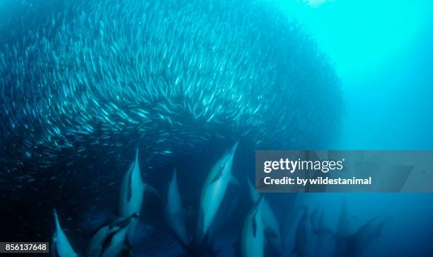 common dolphins attacking a sardine bait ball during the annual sardine run, wild coast, south africa. - bait ball stock pictures, royalty-free photos & images
