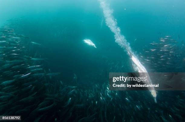 cape gannets diving into a sardine bait ball to feed during the sardine run, wild coast, south africa. - gannet stock pictures, royalty-free photos & images