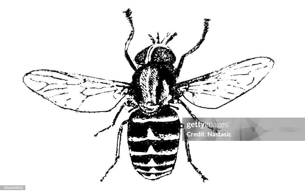 Pale Giant Horse-fly (Tabanus Bovinus)