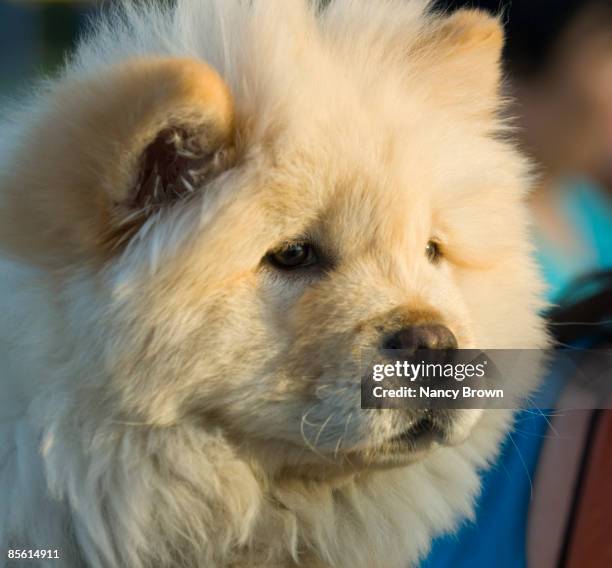 chinese chow chow dog in xilinhot inner mongolia - abagnar qi foto e immagini stock