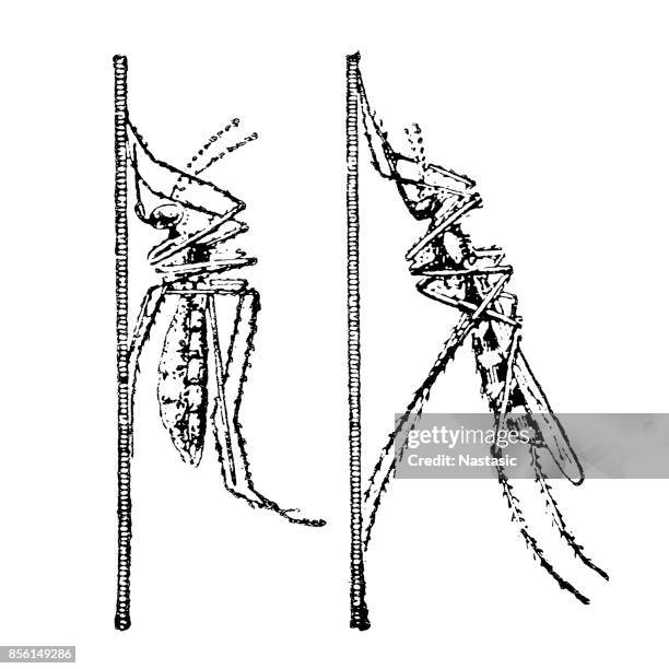 mosquito - anopheles mosquito stock illustrations